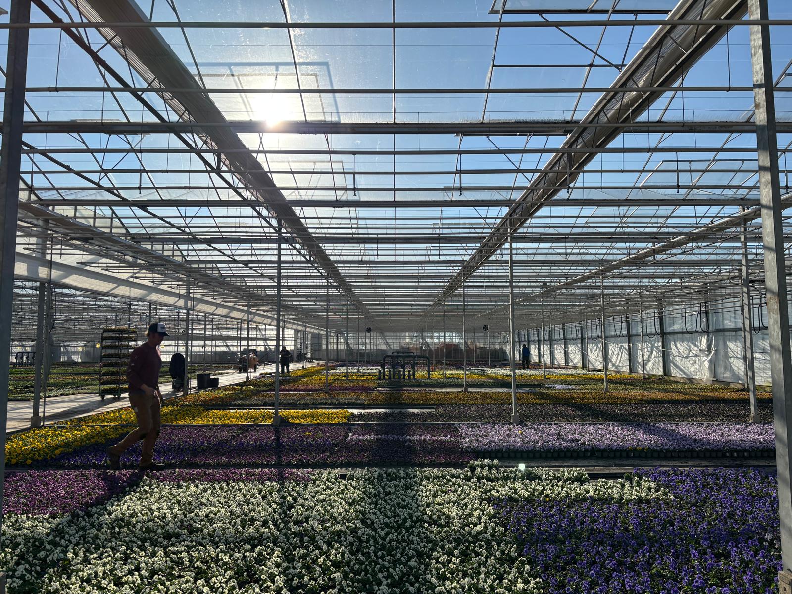 Gärtnerei den Drijver Heute