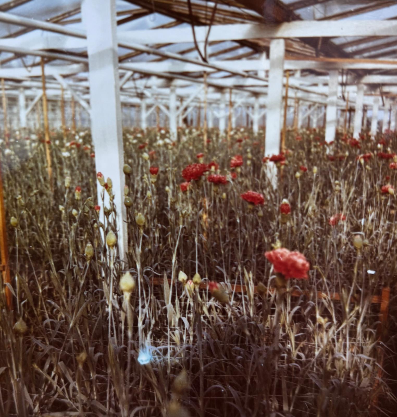 Gärtnerei Historie Gründung 1952