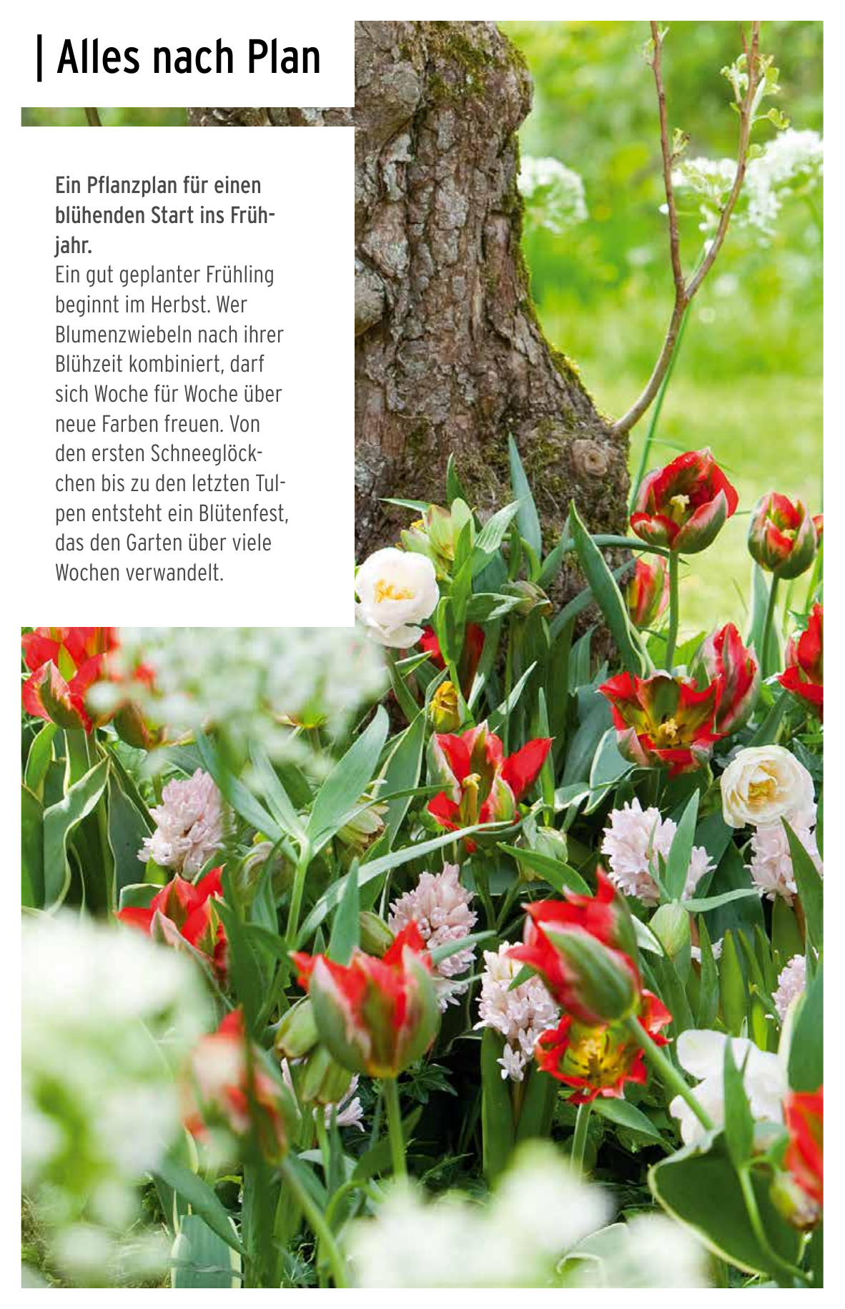 Alles nach Plan