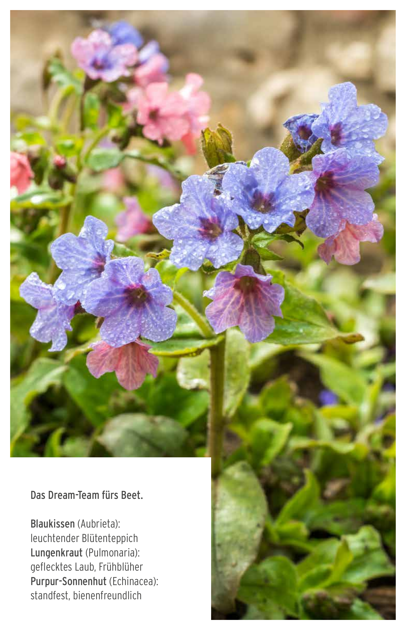 Dream Team Beet – Pflanzkombinationen