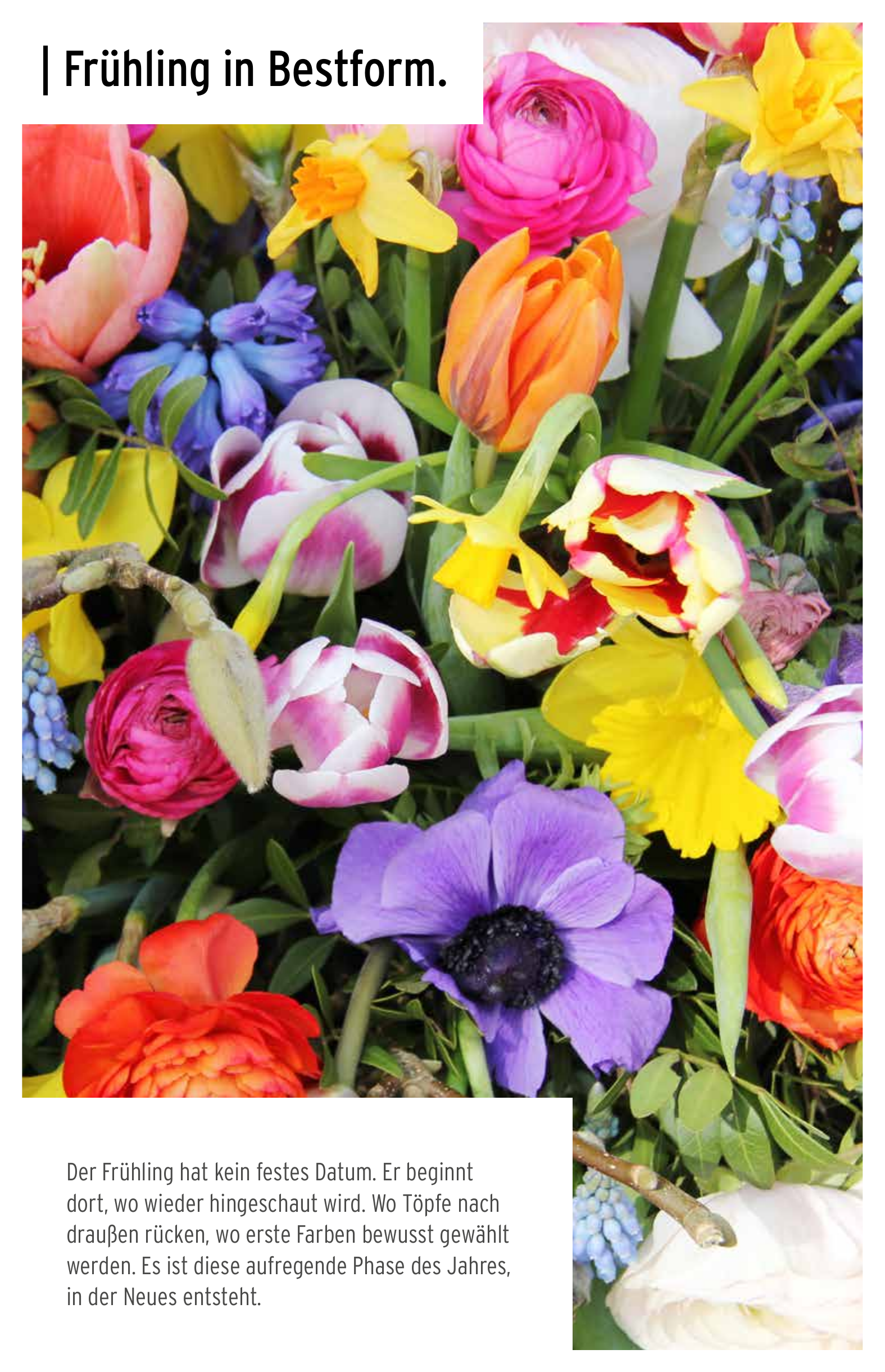 Frühlingsangebote Titelblatt