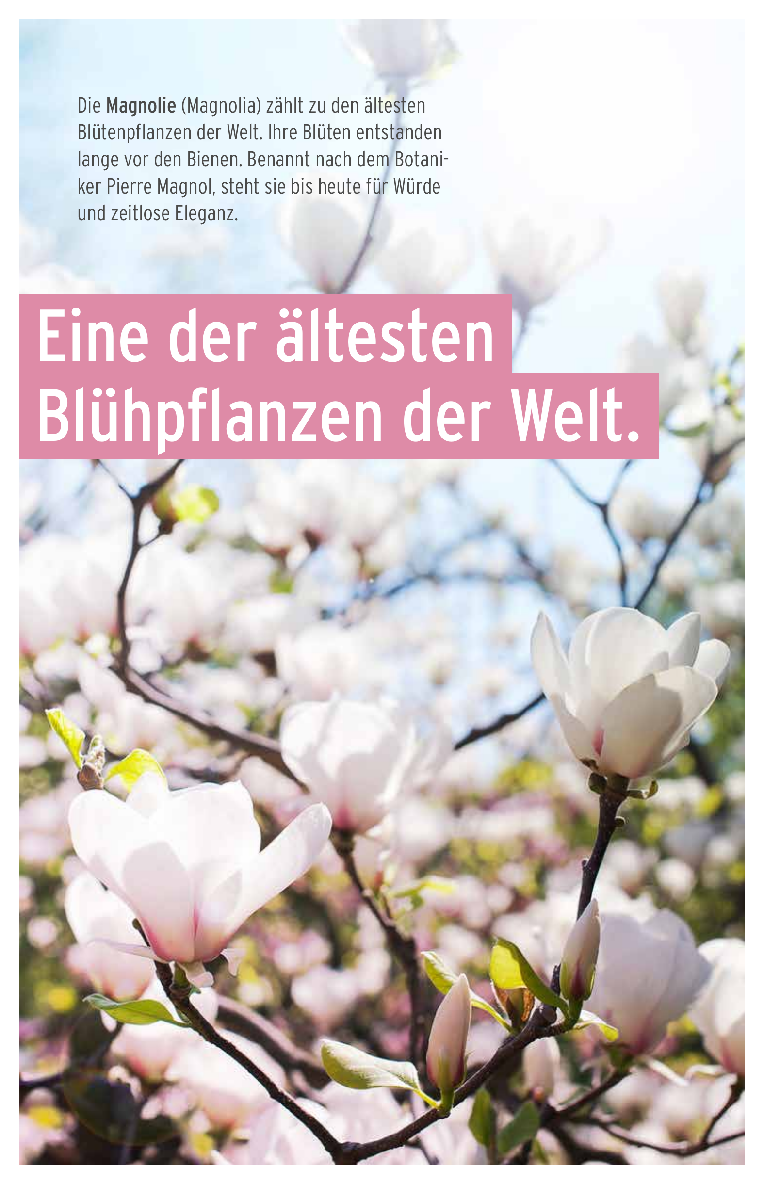 Prachtvolle Magnolien