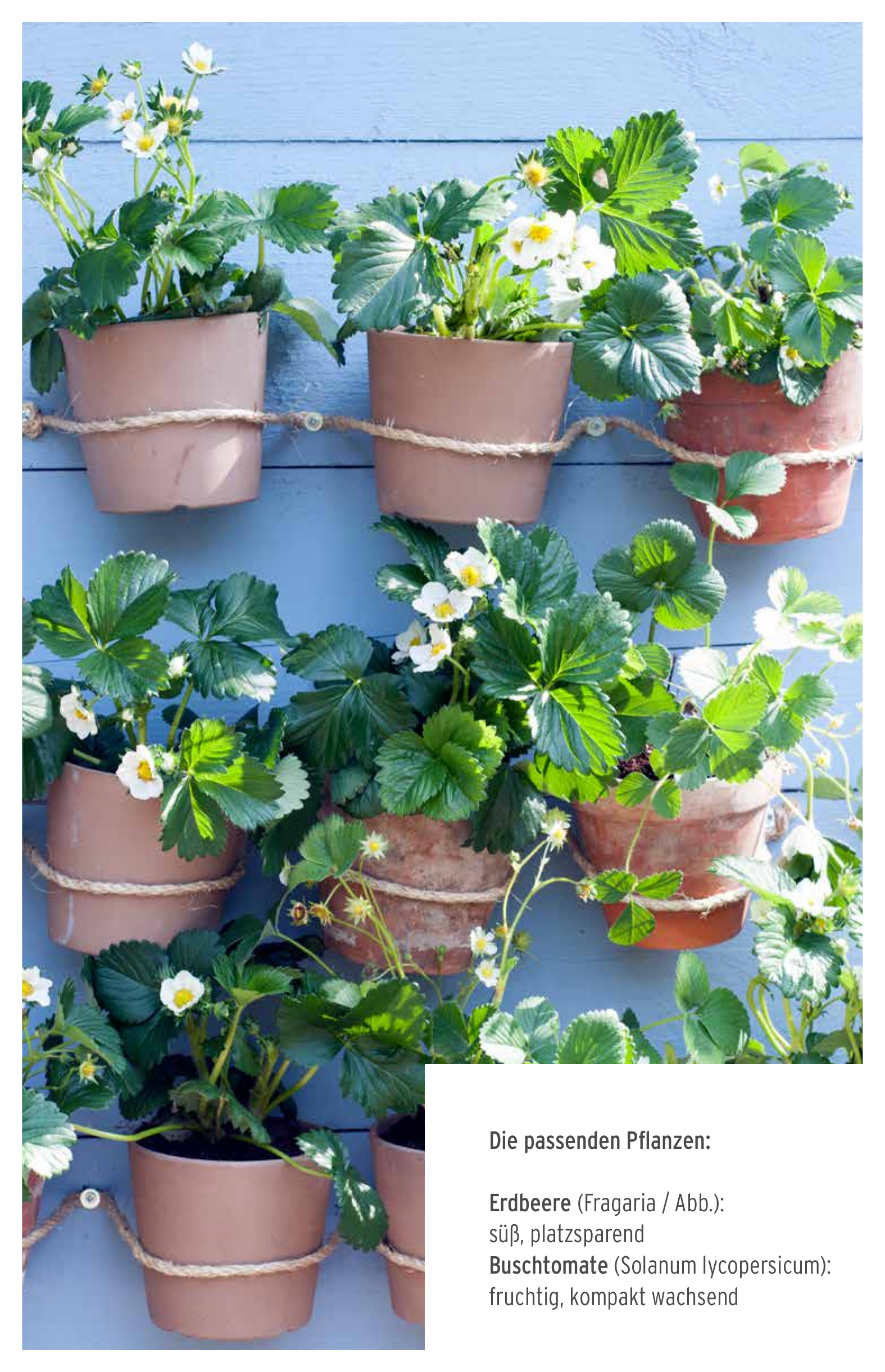 Mein Naschgarten – Beeren & Obst