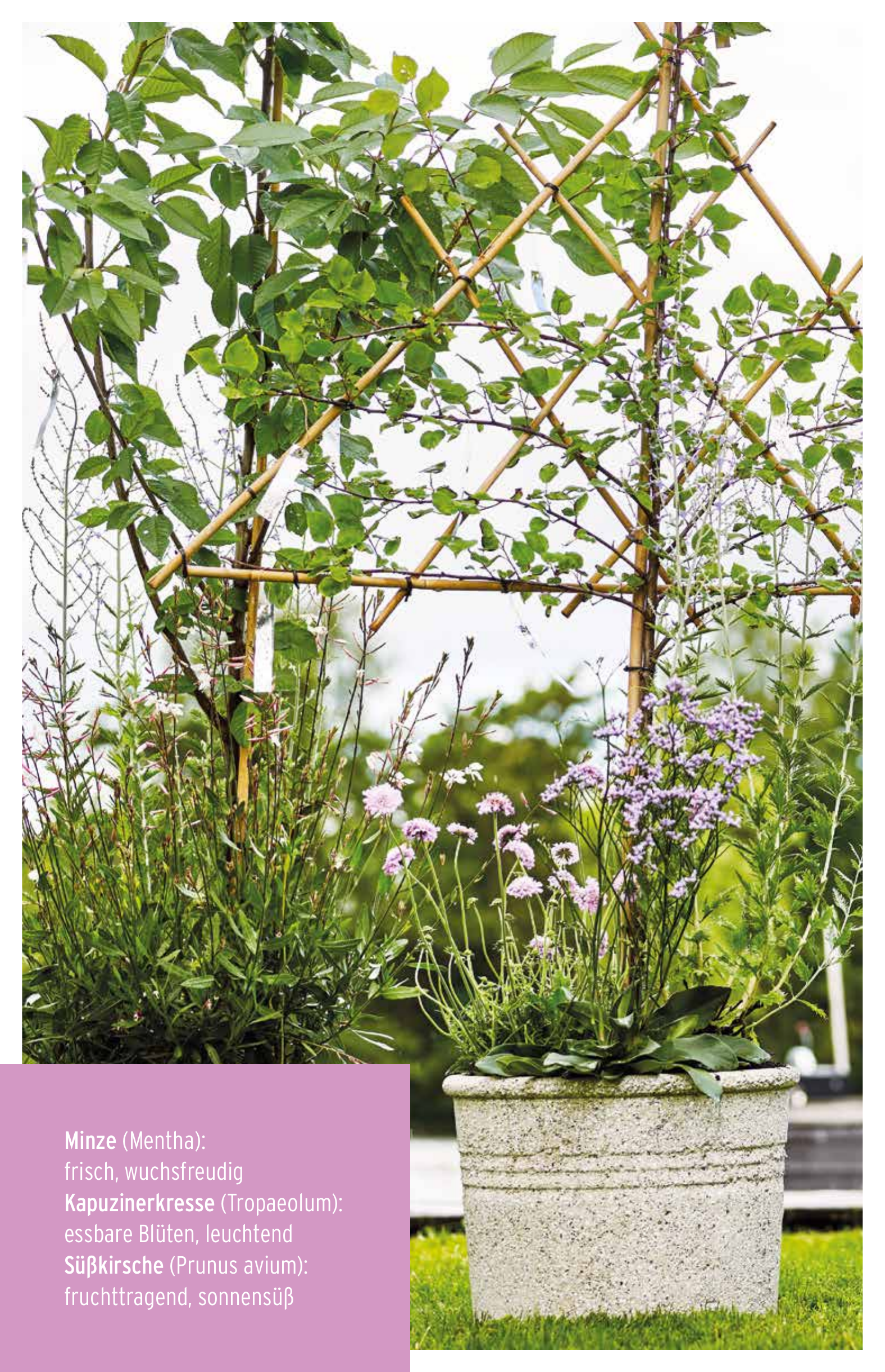 Kräuter und Beerenobst