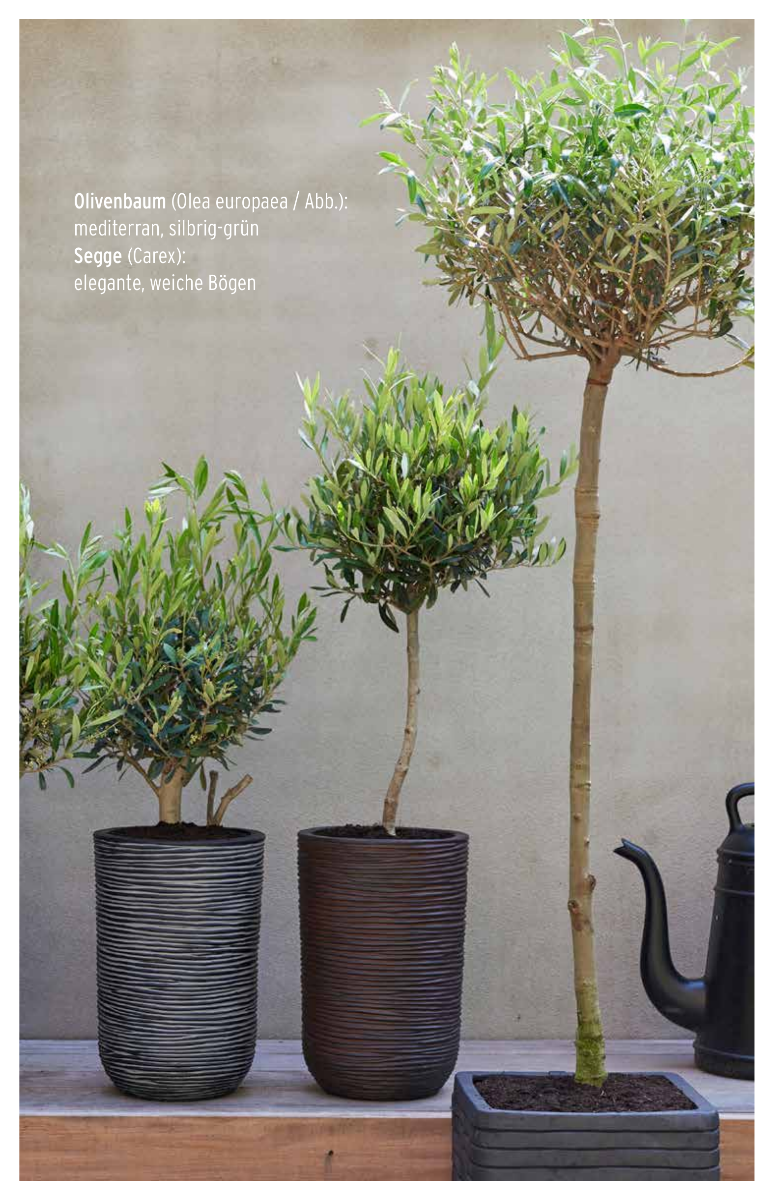 Olivenbäume – Mediterranes Flair