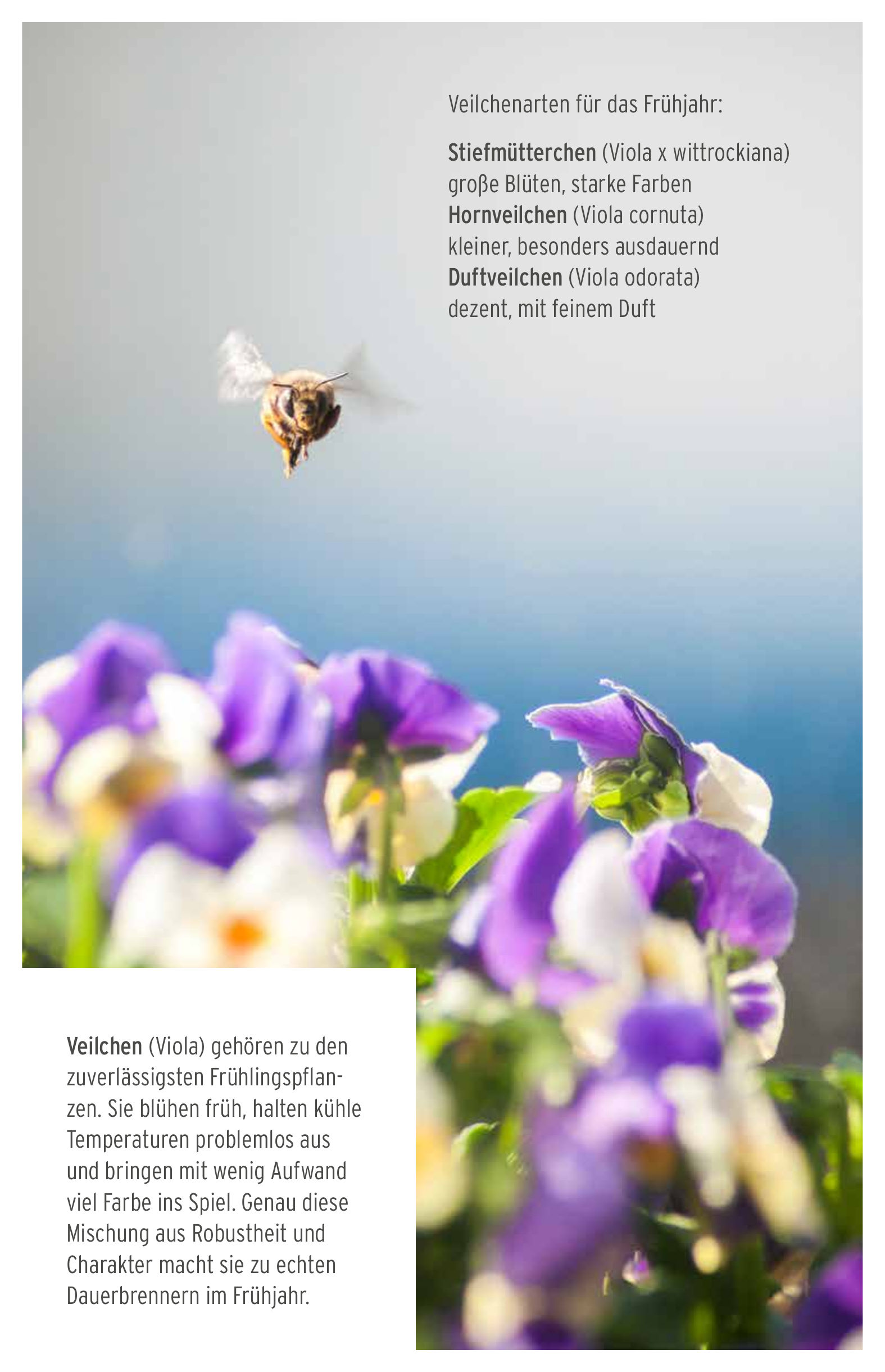 Veilchenarten – Kaufen, wo es wächst!